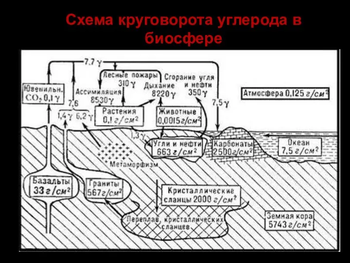 Схема круговорота углерода в биосфере