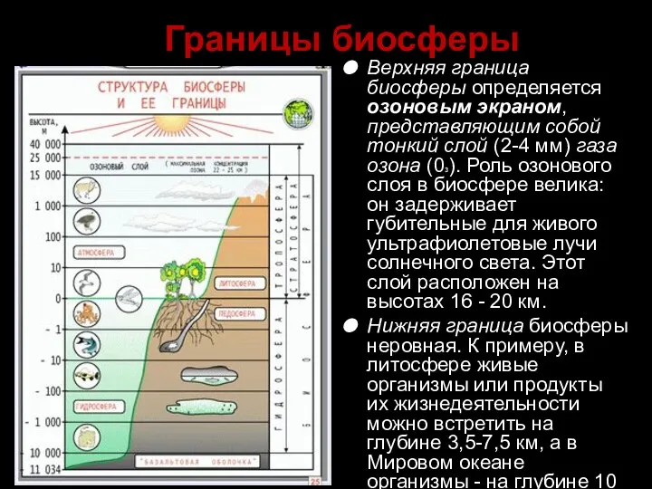 Границы биосферы Верхняя граница биосферы определяется озоновым экраном, представляющим собой