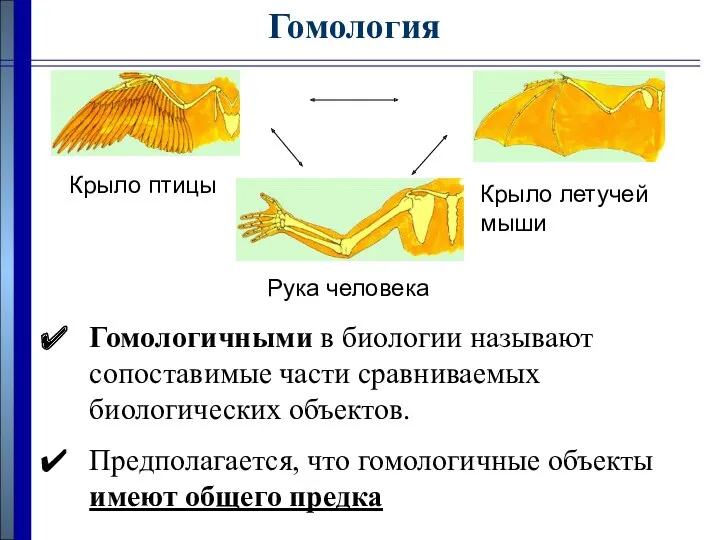 Гомология Крыло птицы Крыло летучей мыши Рука человека Гомологичными в