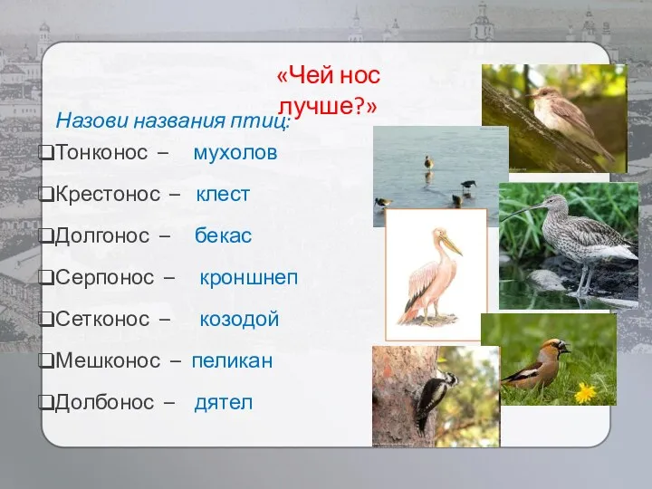 «Чей нос лучше?» Назови названия птиц: Тонконос – мухолов Крестонос