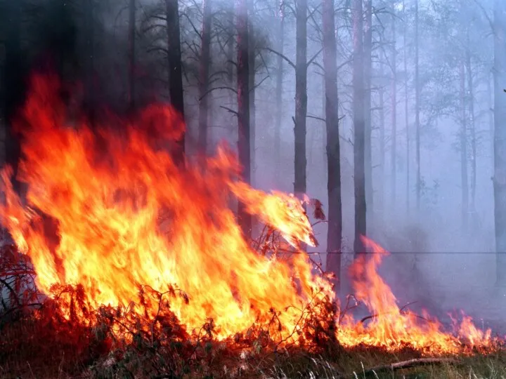 Источники возникновения лесных пожаров. Основными источниками (местами возникновения) антропогенных пожаров