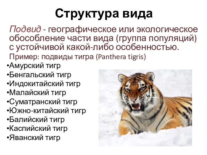 Структура вида Подвид - географическое или экологическое обособление части вида