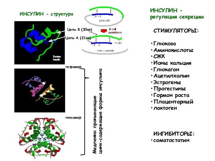 ИНСУЛИН - структура Цепь Б (30ак) Цепь А (21ак) ИНСУЛИН