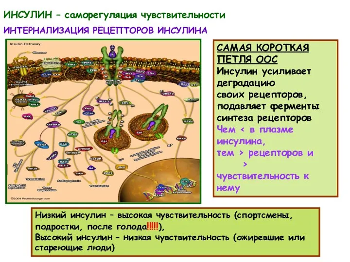 ИНСУЛИН – саморегуляция чувствительности ИНТЕРНАЛИЗАЦИЯ РЕЦЕПТОРОВ ИНСУЛИНА САМАЯ КОРОТКАЯ ПЕТЛЯ