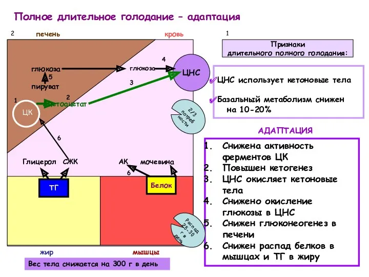 Полное длительное голодание – адаптация Признаки длительного полного голодания: ЦНС