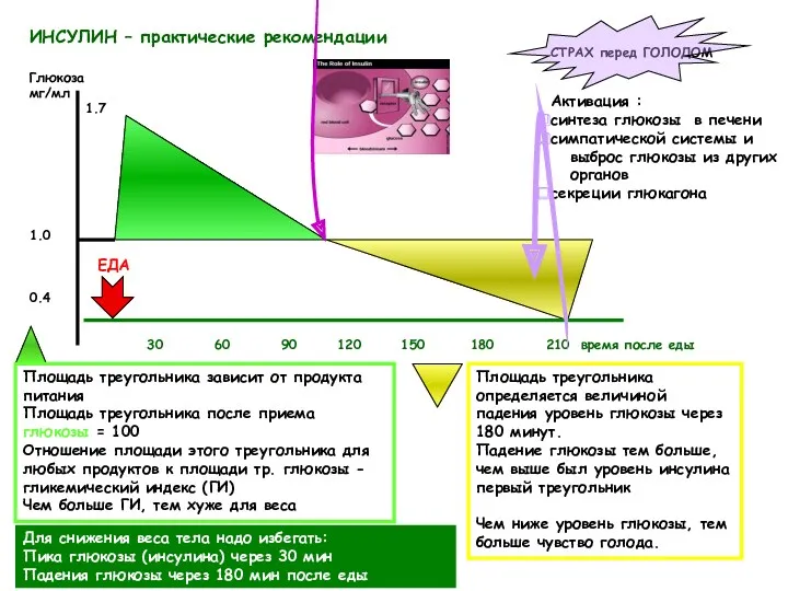 ИНСУЛИН – практические рекомендации 1.7 СТРАХ перед ГОЛОДОМ Активация :