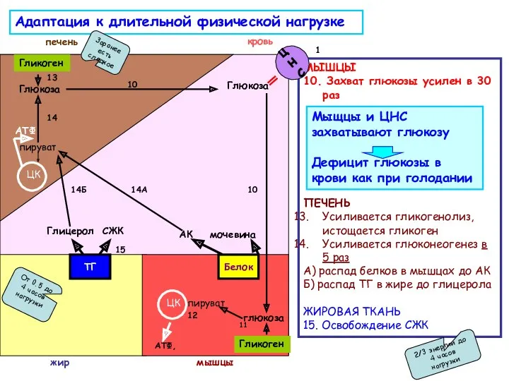 печень жир мышцы кровь АТФ, Глюкоза 10 12 10 МЫШЦЫ