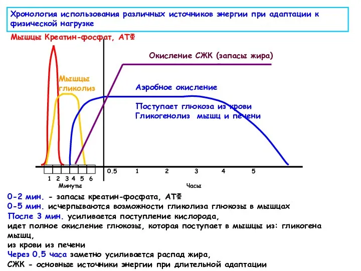 Хронология использования различных источников энергии при адаптации к физической нагрузке