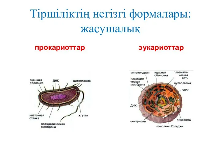 Тіршіліктің негізгі формалары: жасушалық прокариоттар эукариоттар