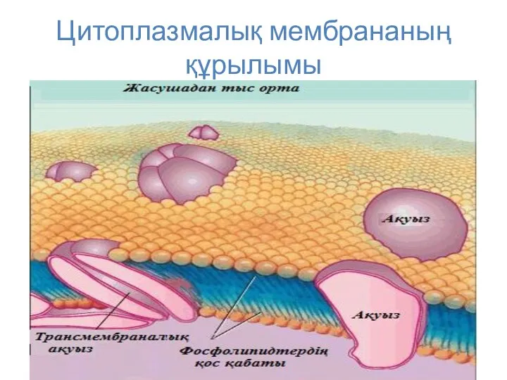 Цитоплазмалық мембрананың құрылымы