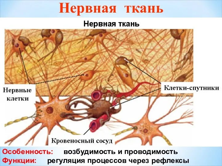 Нервная ткань Особенность: возбудимость и проводимость Функции: регуляция процессов через рефлексы