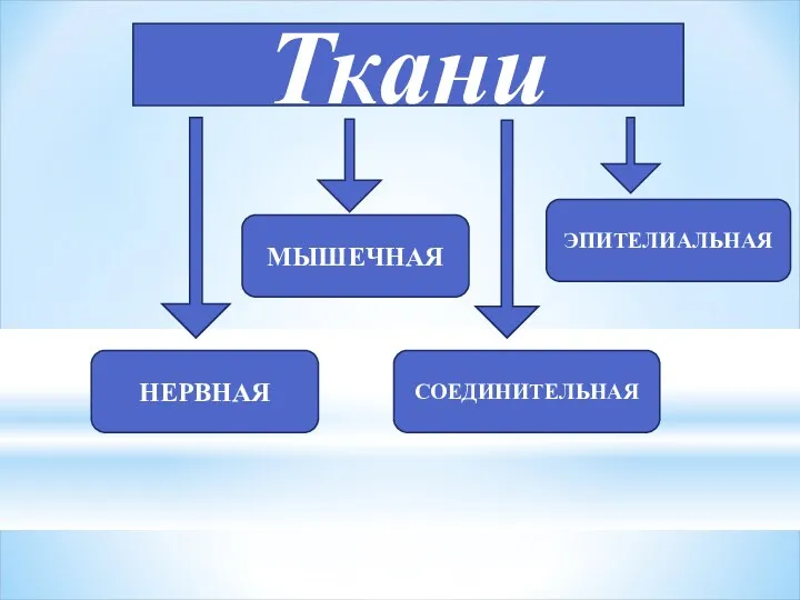 Ткани НЕРВНАЯ МЫШЕЧНАЯ СОЕДИНИТЕЛЬНАЯ ЭПИТЕЛИАЛЬНАЯ