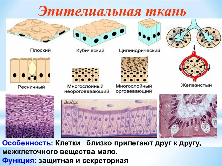 Эпителиальная ткань Особенность: Клетки близко прилегают друг к другу, межклеточного вещества мало. Функция: защитная и секреторная