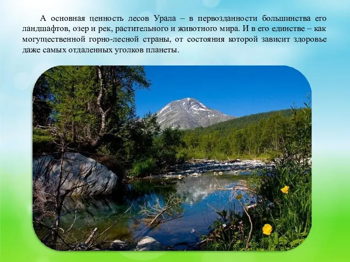 А основная ценность лесов Урала – в первозданности большинства его