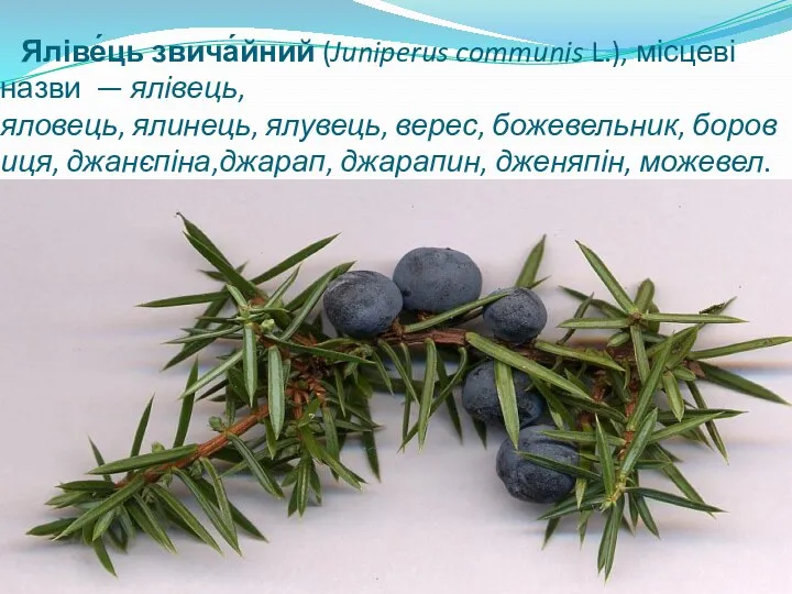 Яліве́ць звича́йний (Juniperus communis L.), місцеві назви — ялівець,яловець, ялинець,