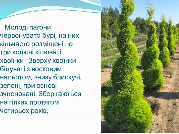 Молоді пагони червонувато-бурі, на них кільчасто розміщені по три колючі