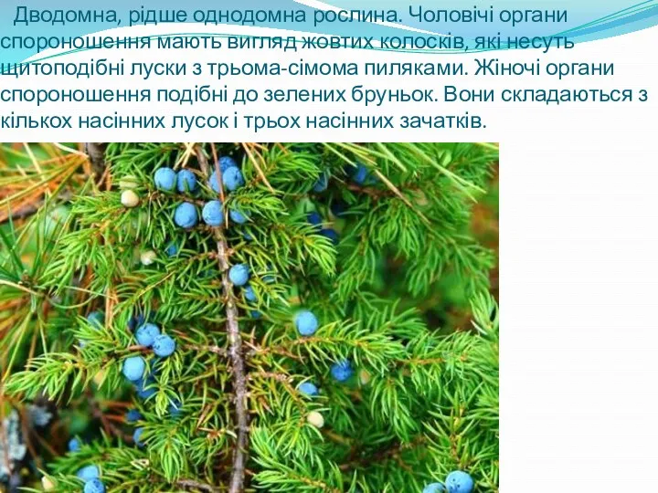 Дводомна, рідше однодомна рослина. Чоловічі органи спороношення мають вигляд жовтих