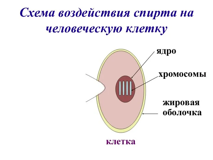 Схема воздействия спирта на человеческую клетку Молекула спирта клетка жировая оболочка хромосомы ядро