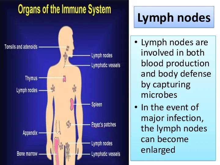 Lymph nodes Lymph nodes are involved in both blood production