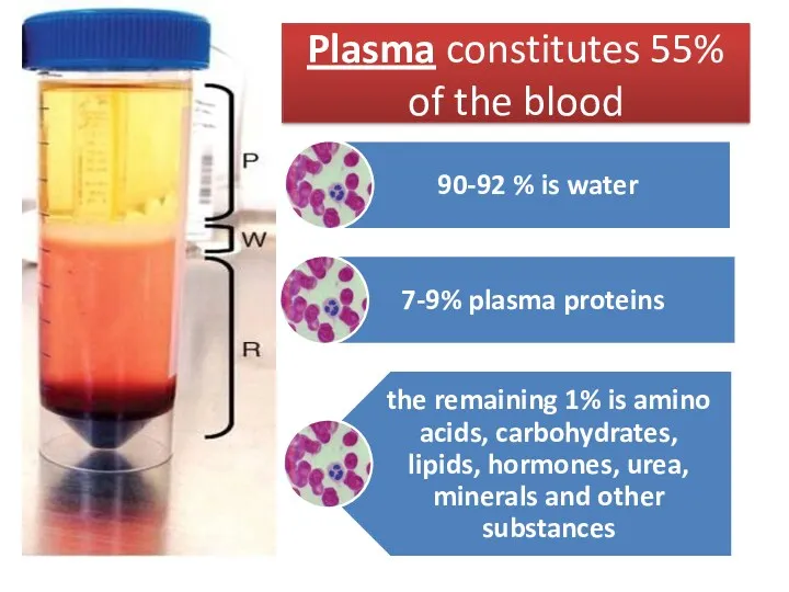 Plasma constitutes 55% of the blood