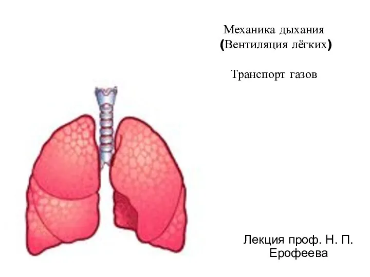 Механика дыхания (Вентиляция лёгких) Транспорт газов Лекция проф. Н. П. Ерофеева