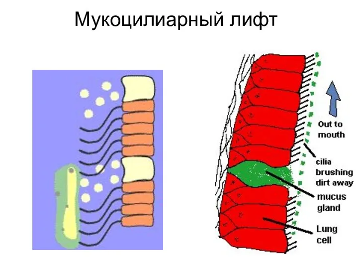 Мукоцилиарный лифт