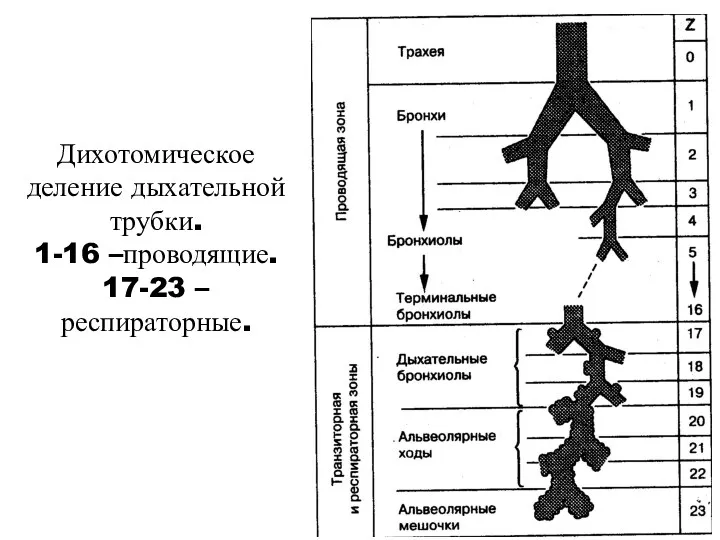 Дихотомическое деление дыхательной трубки. 1-16 –проводящие. 17-23 –респираторные.