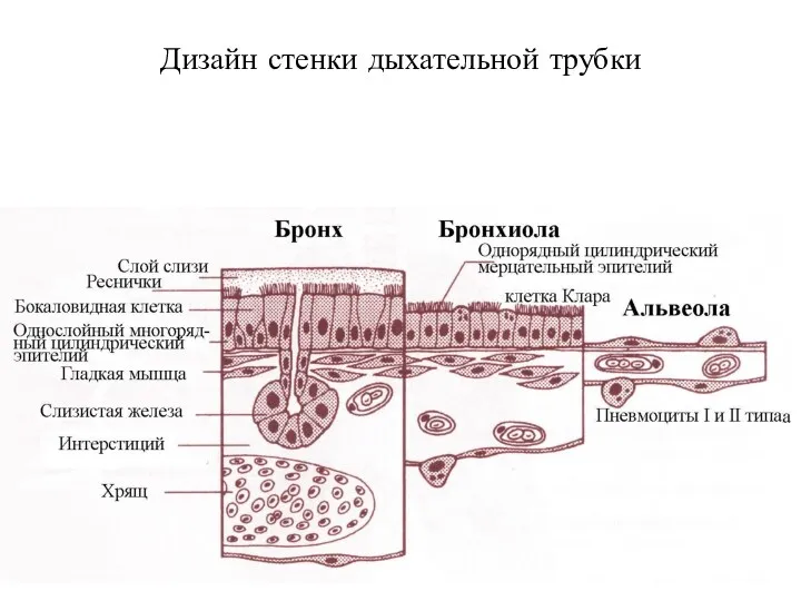 Дизайн стенки дыхательной трубки