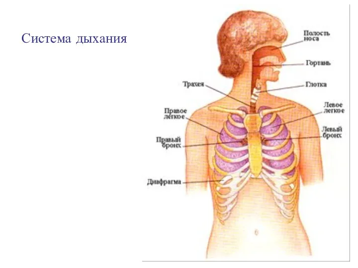 Система дыхания