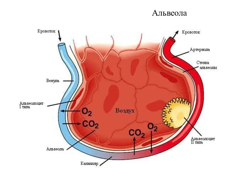 Альвеола