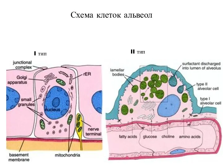 Схема клеток альвеол I тип II тип