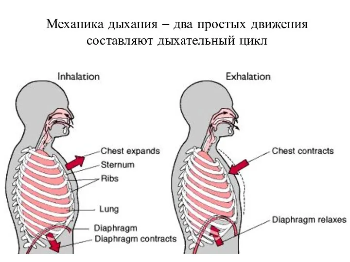 Механика дыхания – два простых движения составляют дыхательный цикл