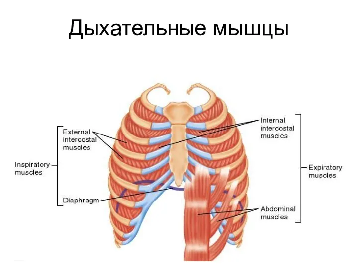 Дыхательные мышцы