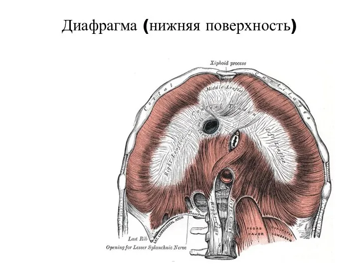 Диафрагма (нижняя поверхность)