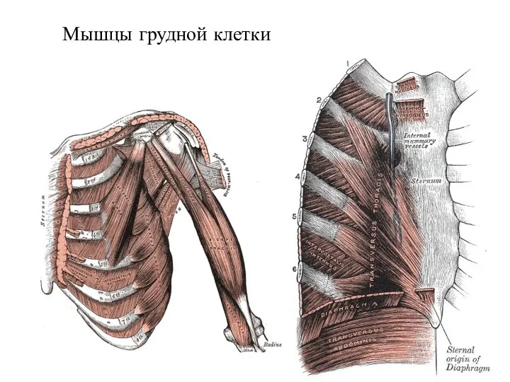 Мышцы грудной клетки