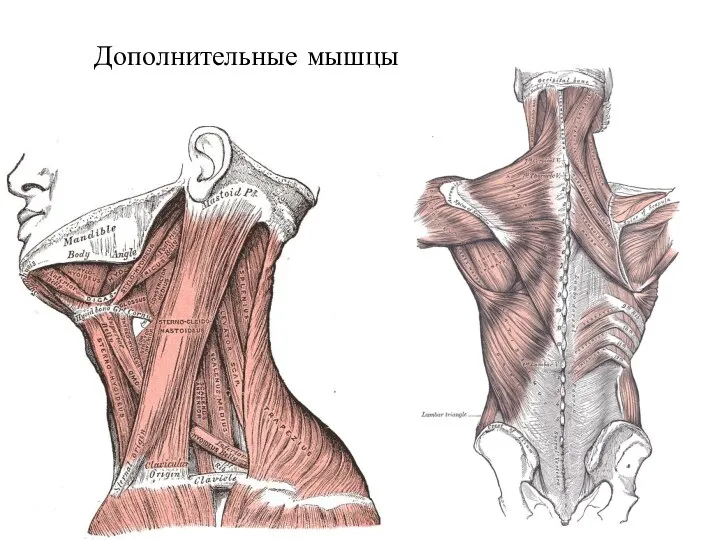 Дополнительные мышцы