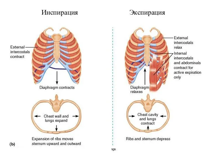 Инспирация Экспирация