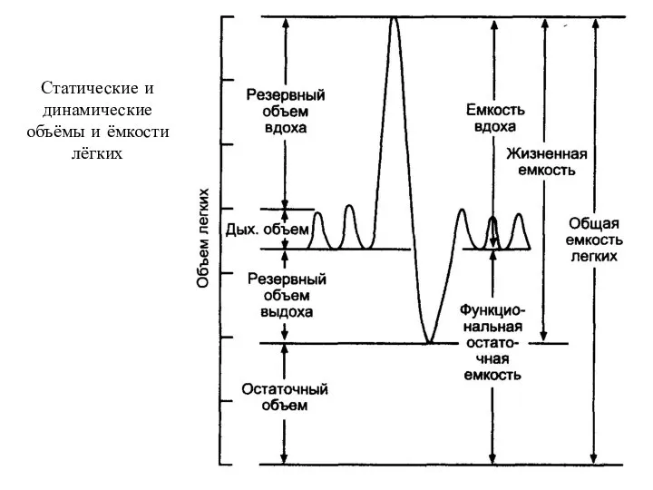Статические и динамические объёмы и ёмкости лёгких