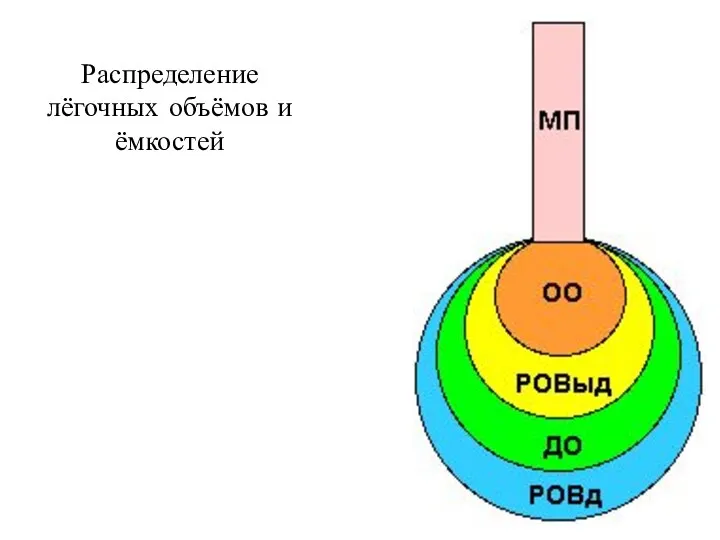 Распределение лёгочных объёмов и ёмкостей