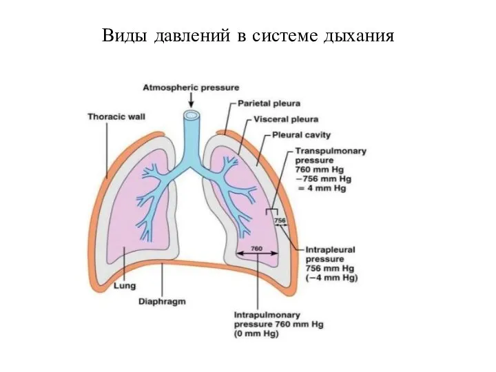 Виды давлений в системе дыхания