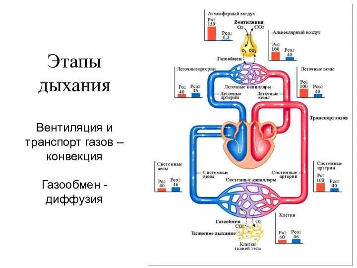 Этапы дыхания Вентиляция и транспорт газов –конвекция Газообмен - диффузия