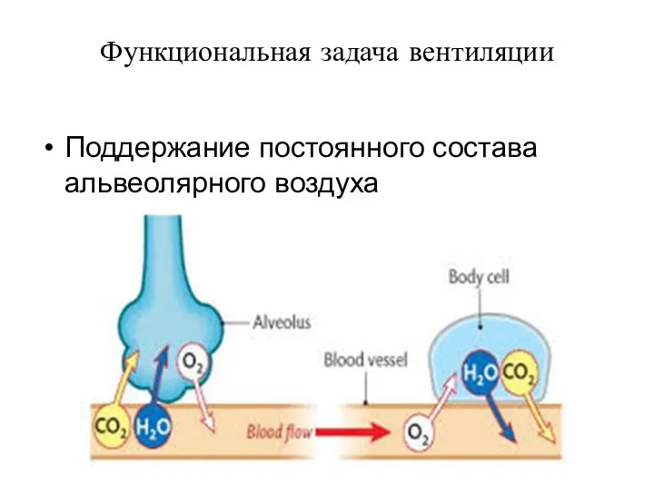 Функциональная задача вентиляции Поддержание постоянного состава альвеолярного воздуха