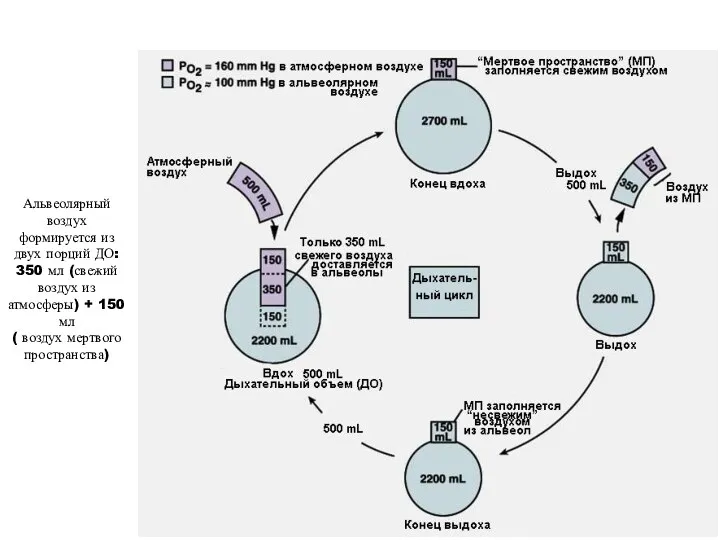 Альвеолярный воздух формируется из двух порций ДО: 350 мл (свежий воздух из атмосферы)