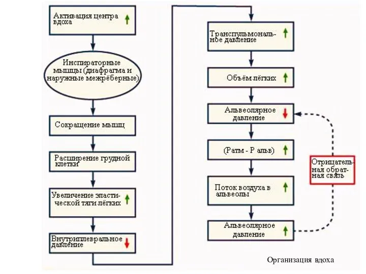 Организация вдоха