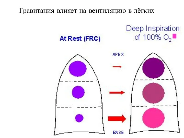 Гравитация влияет на вентиляцию в лёгких
