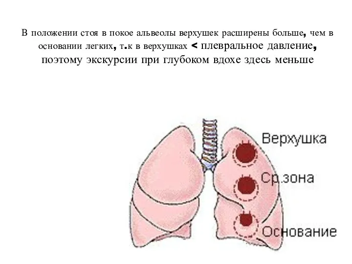 В положении стоя в покое альвеолы верхушек расширены больше, чем в основании легких, т.к в верхушках