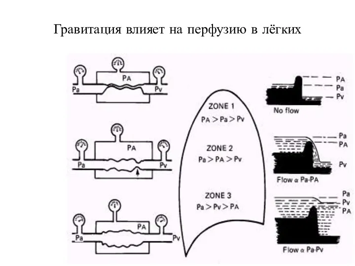 Гравитация влияет на перфузию в лёгких