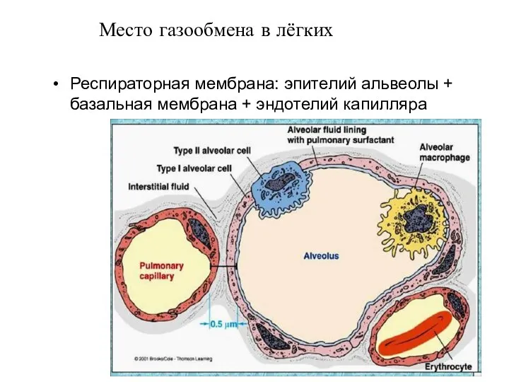 Место газообмена в лёгких Респираторная мембрана: эпителий альвеолы + базальная мембрана + эндотелий капилляра