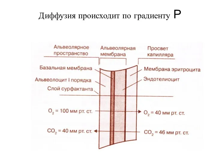 Диффузия происходит по градиенту Р