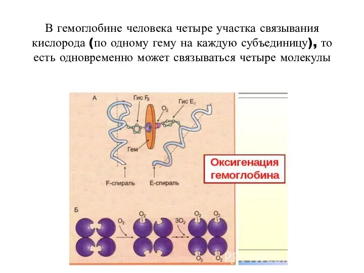 В гемоглобине человека четыре участка связывания кислорода (по одному гему на каждую субъединицу),